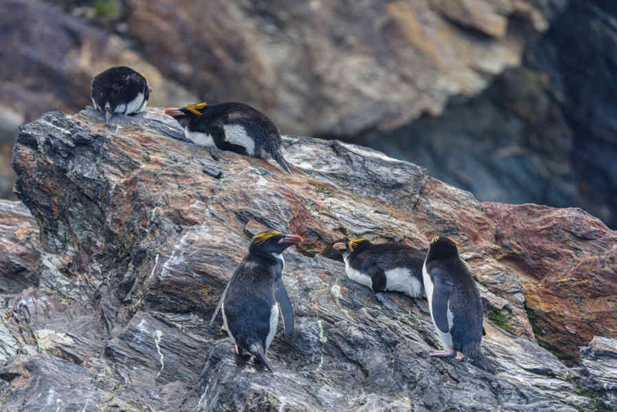Pingüino Macaroni - islas Georgias del Sur 33.jpg